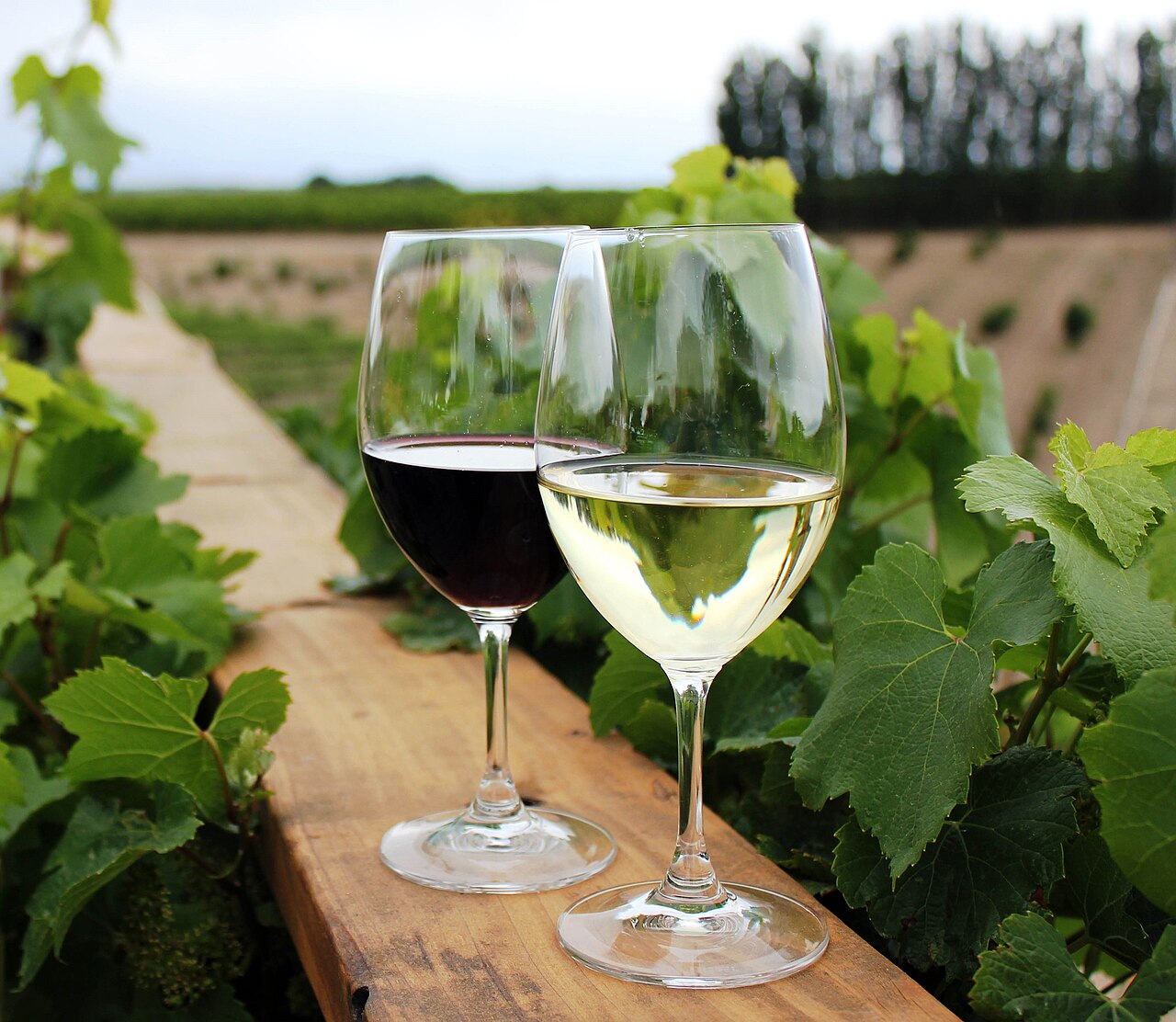 Georgian Saperavi and Rkatsiteli Wine Glasses